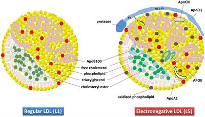 Lipids and lipoproteins may play a role in the neuropathology of Alzheimer’s disease